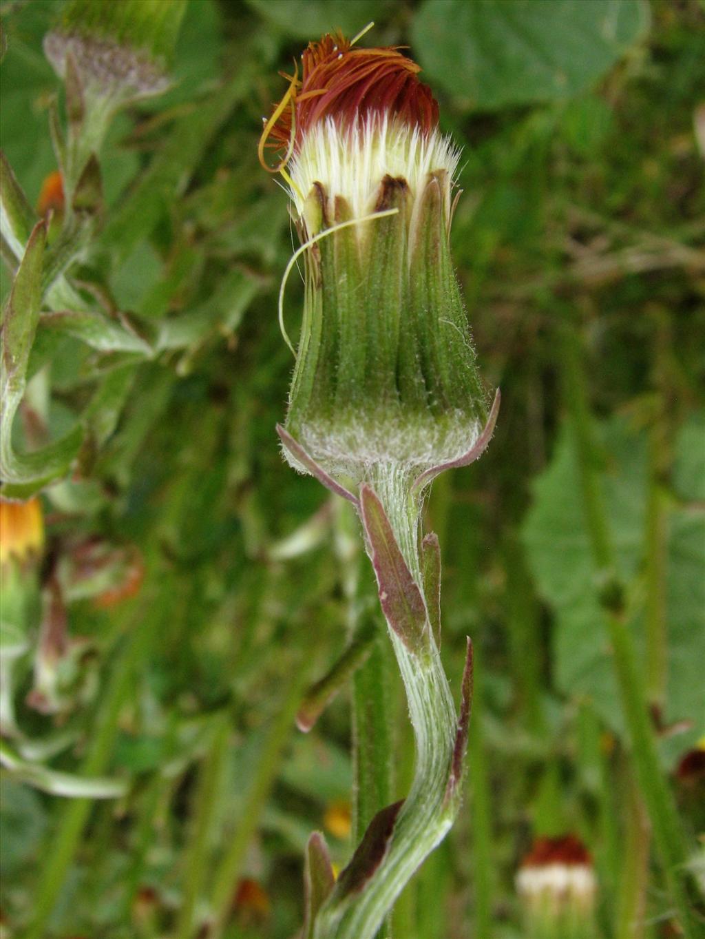 Tussilago farfara (door Bert Verbruggen)