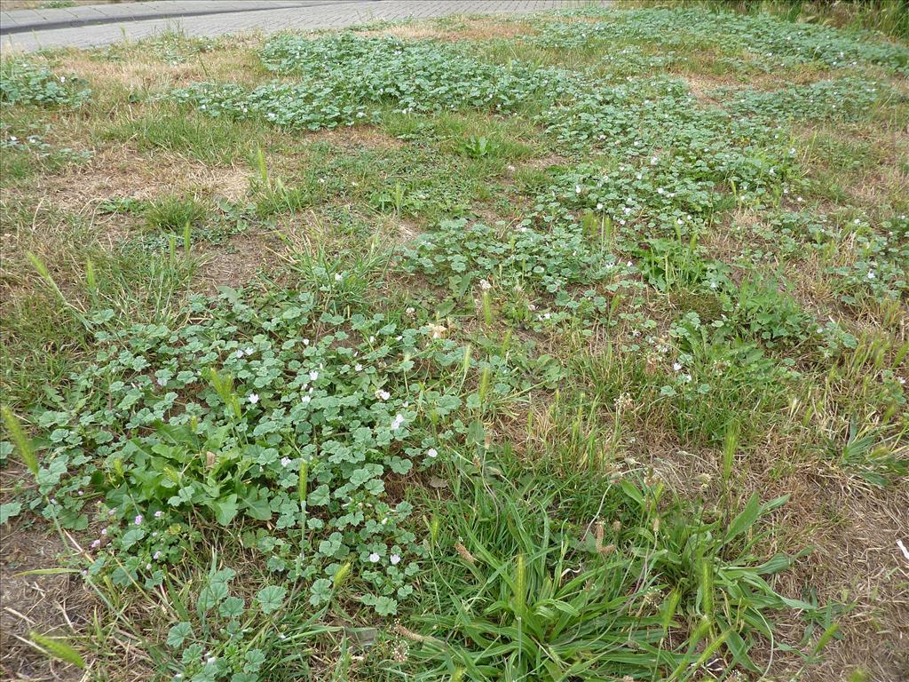 Malva neglecta (door Koen van Zoest)