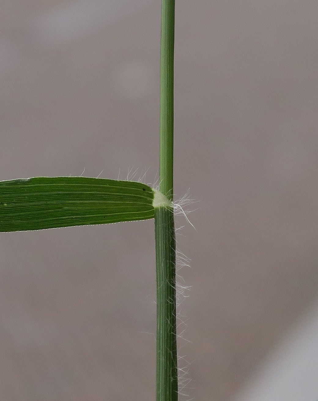 Eragrostis minor (door Grada Menting)