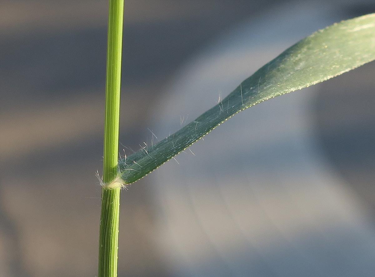 Eragrostis minor (door Grada Menting)