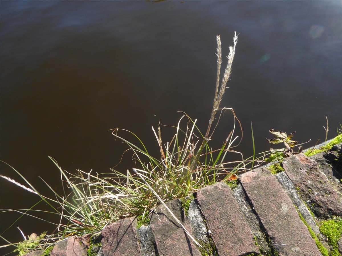 Miscanthus sinensis (door Koen van Zoest)