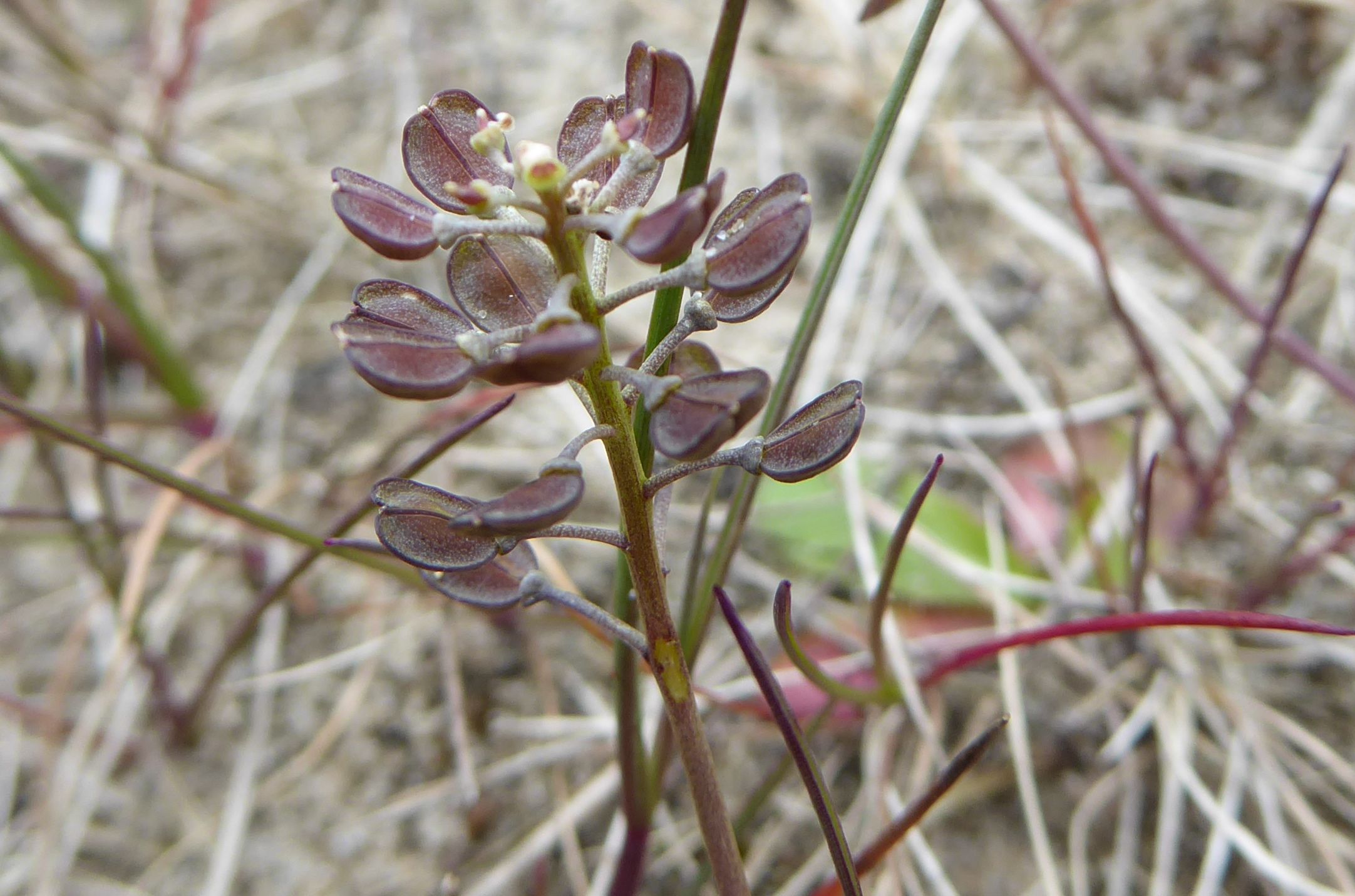 Teesdalia nudicaulis (door Koen van Zoest)