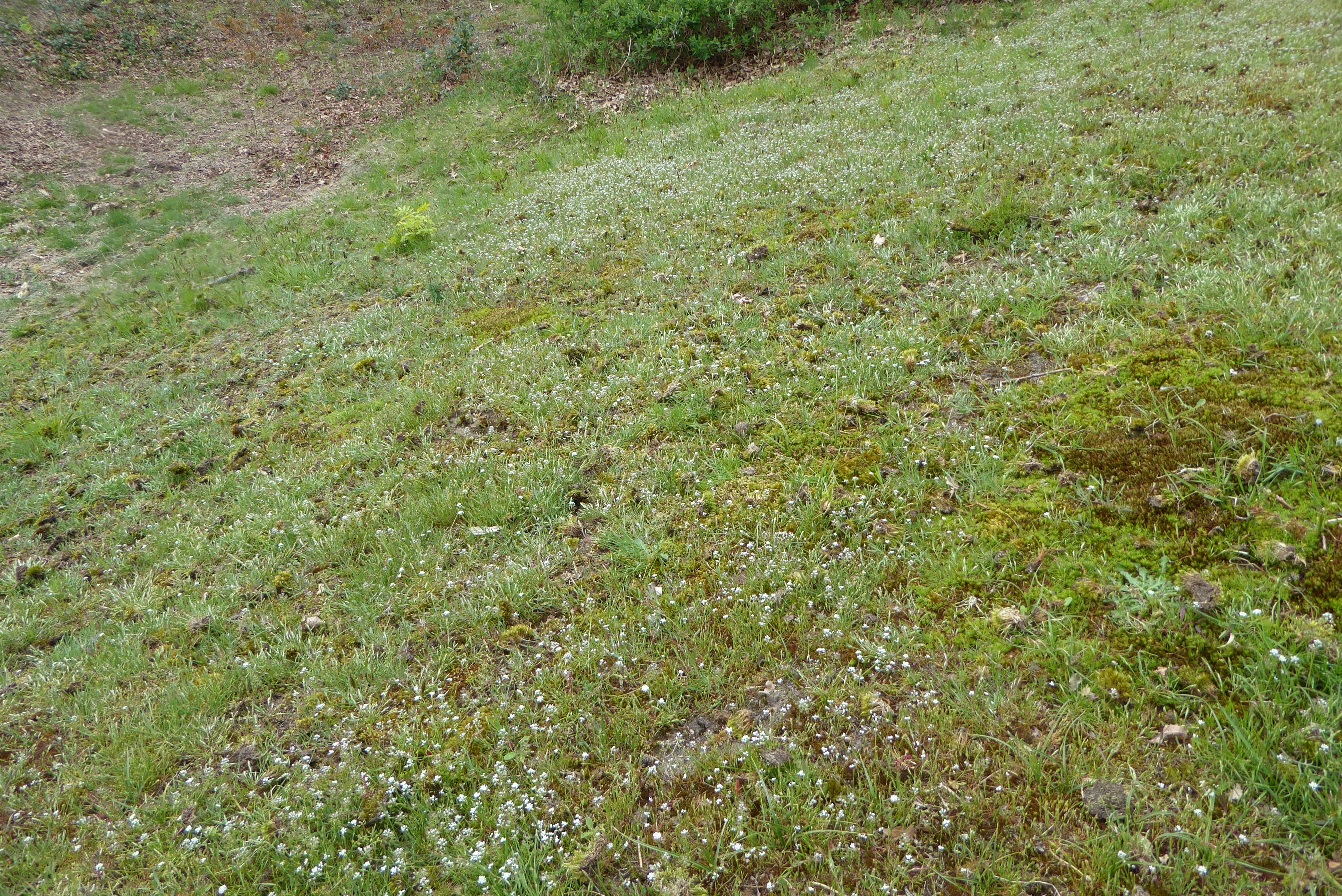 Teesdalia nudicaulis (door Koen van Zoest)