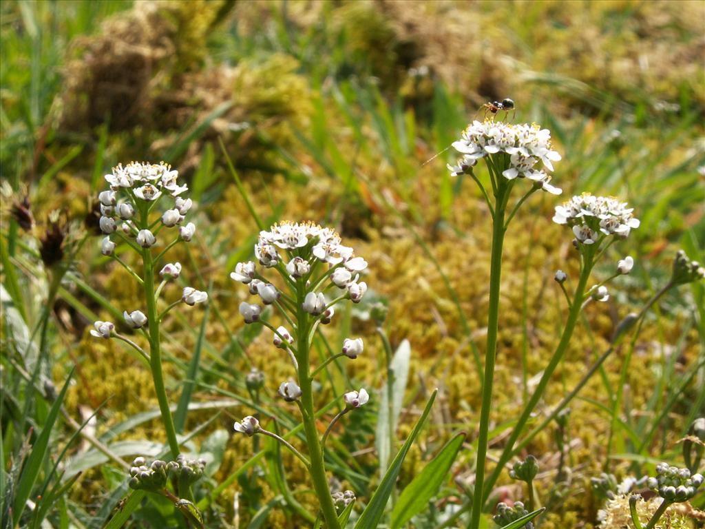 Teesdalia nudicaulis (door Han Beeuwkes)