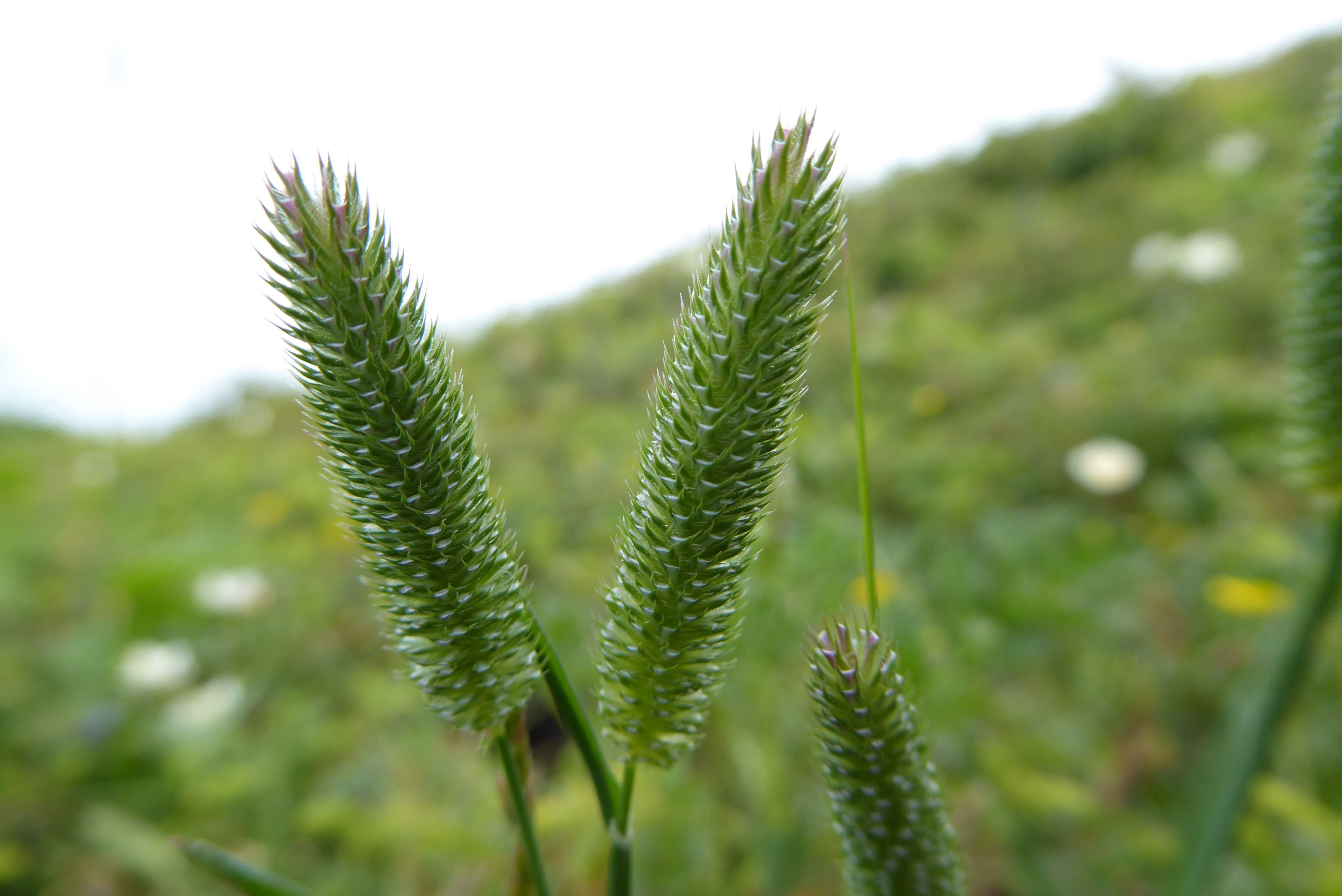 Phleum nodosum (door Koen van Zoest)