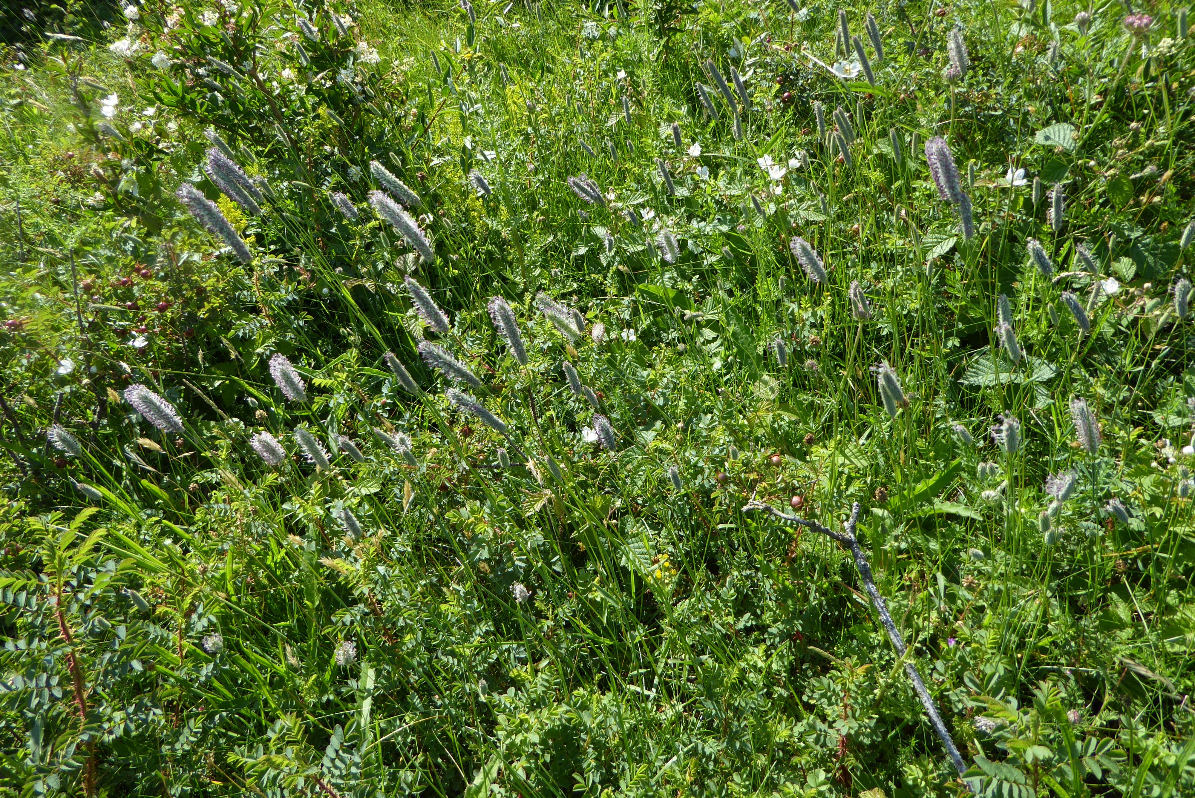 Phleum nodosum (door Koen van Zoest)