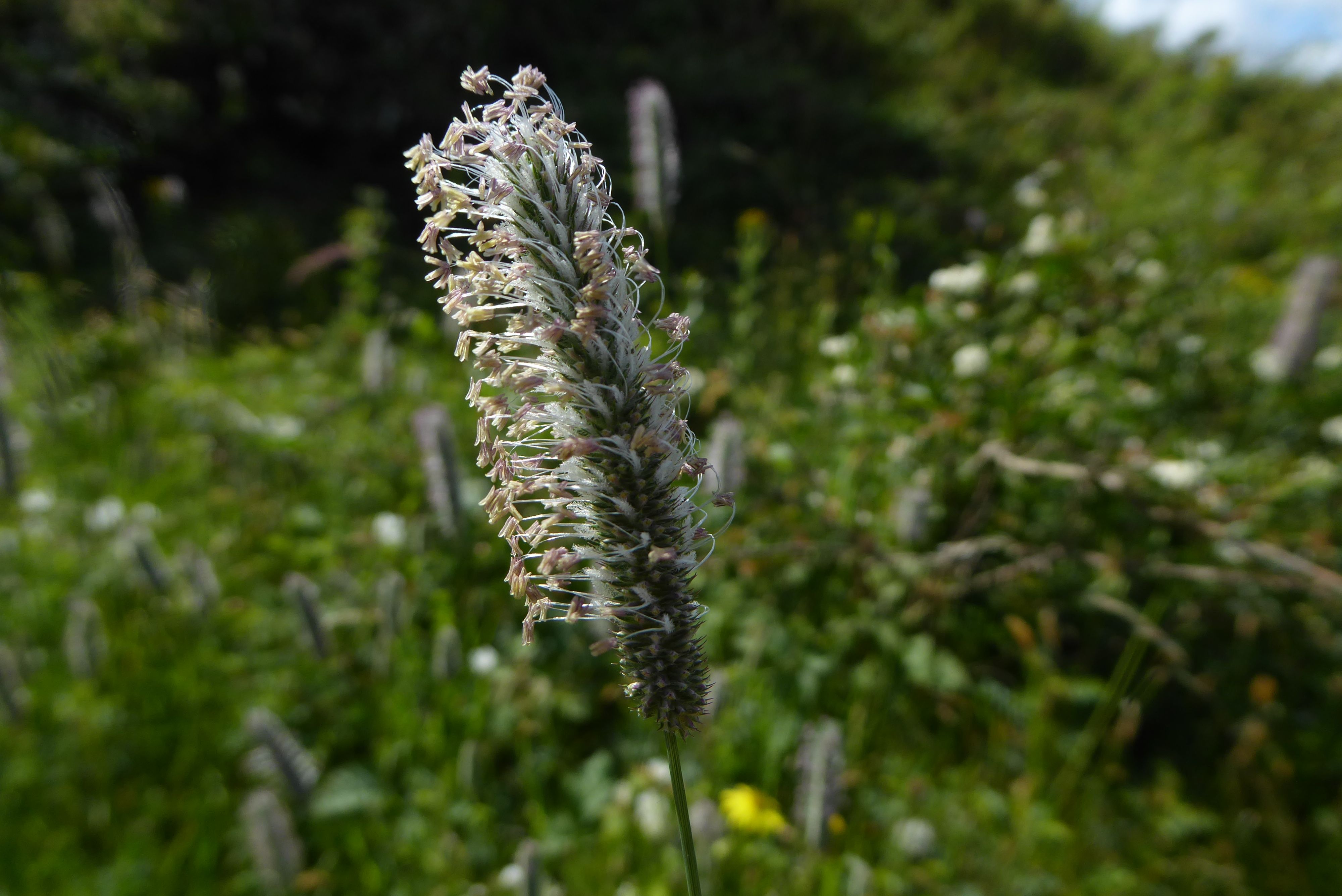 Phleum nodosum (door Koen van Zoest)