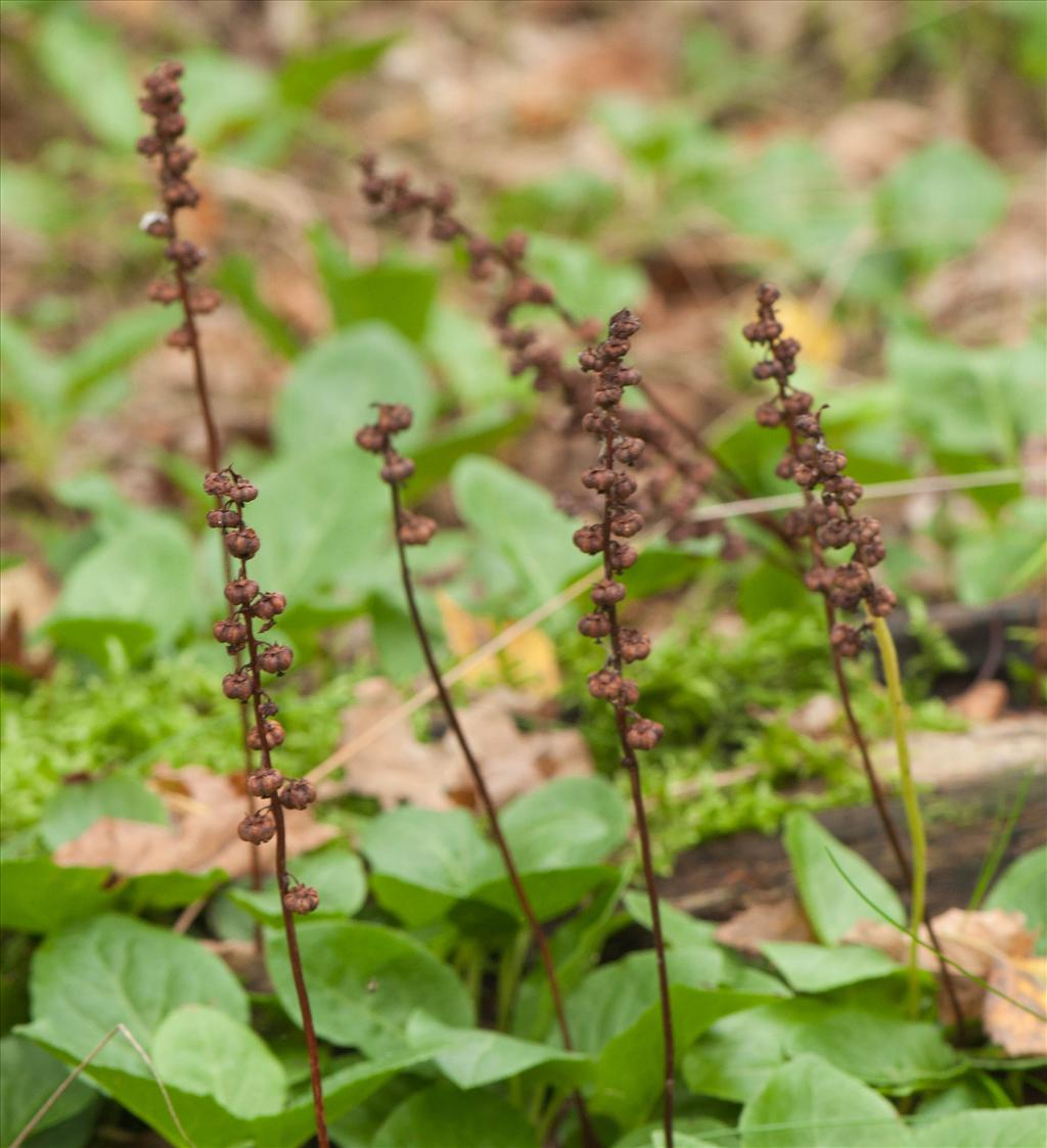 Pyrola minor (door Wijnand van Buuren)