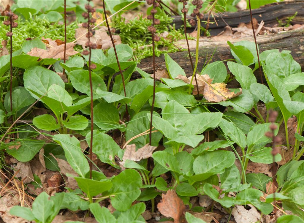 Pyrola minor (door Wijnand van Buuren)