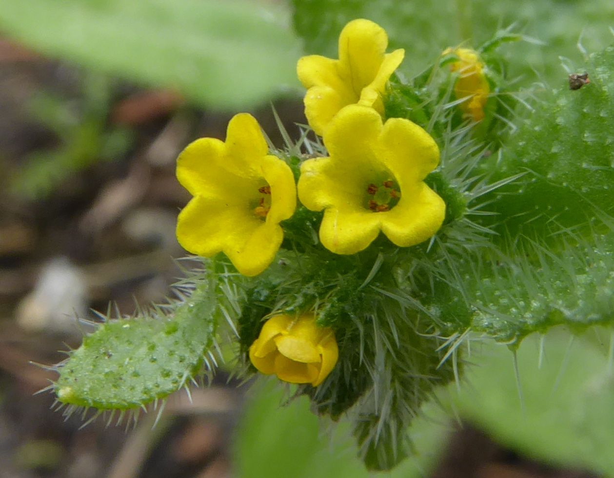 Amsinckia micrantha (door Koen van Zoest)