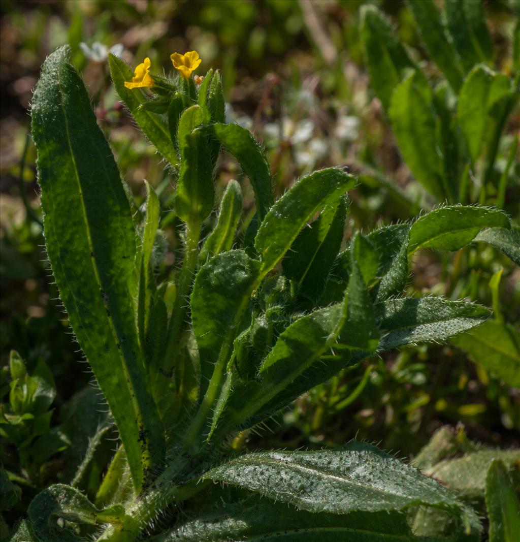 Amsinckia micrantha (door Peter Hegi)