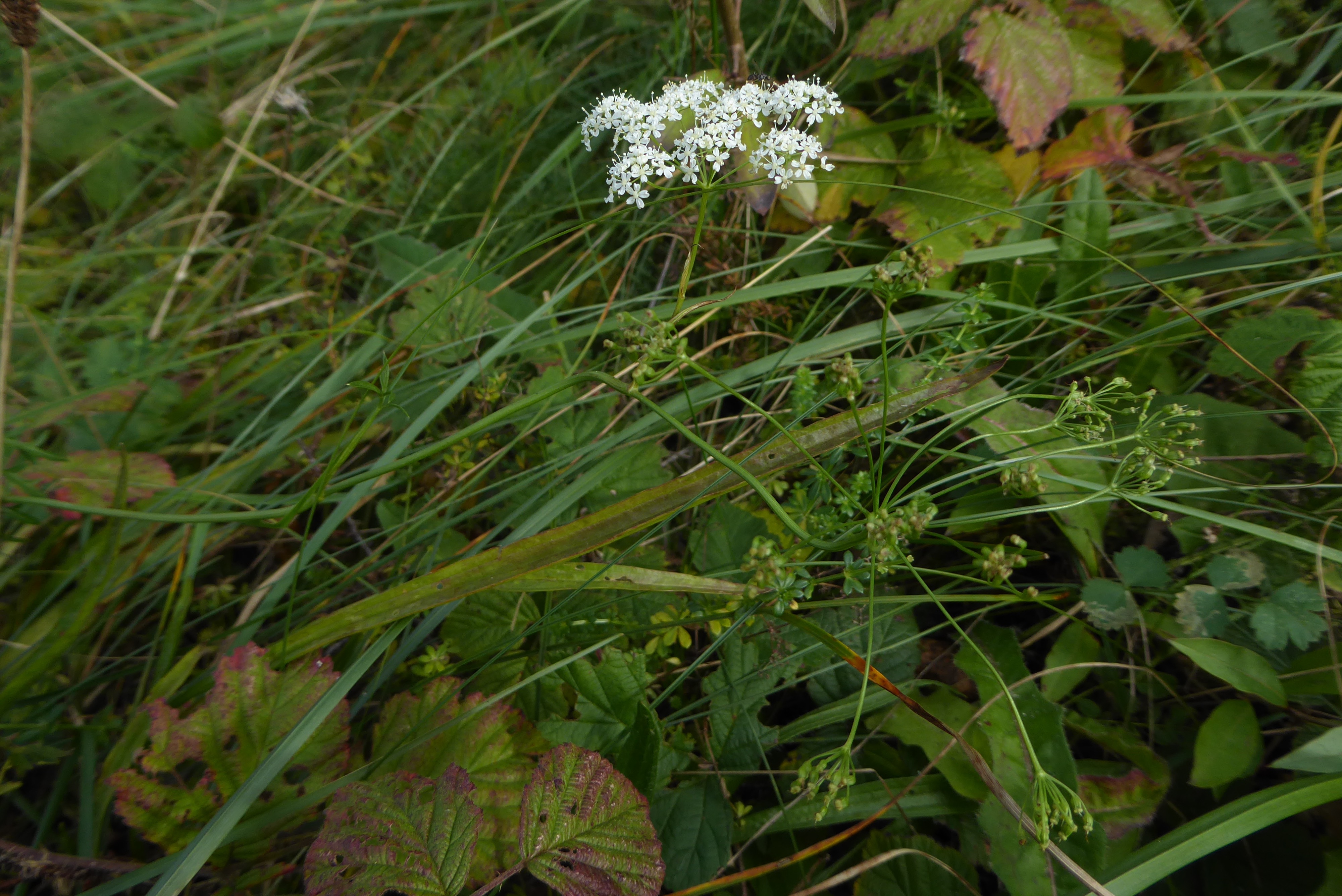 Pimpinella saxifraga (door Koen van Zoest)