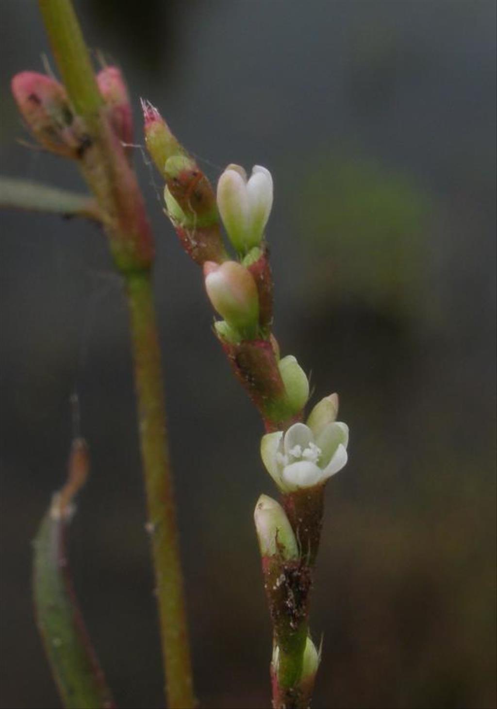 Persicaria minor (door Maarten Langbroek)