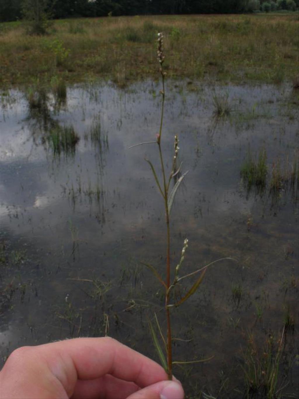 Persicaria minor (door Maarten Langbroek)