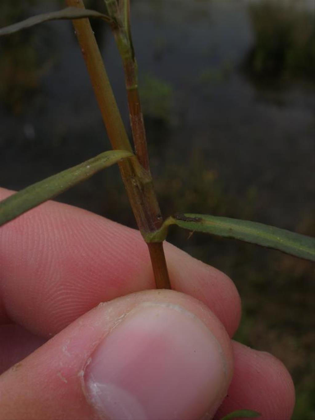 Persicaria minor (door Maarten Langbroek)