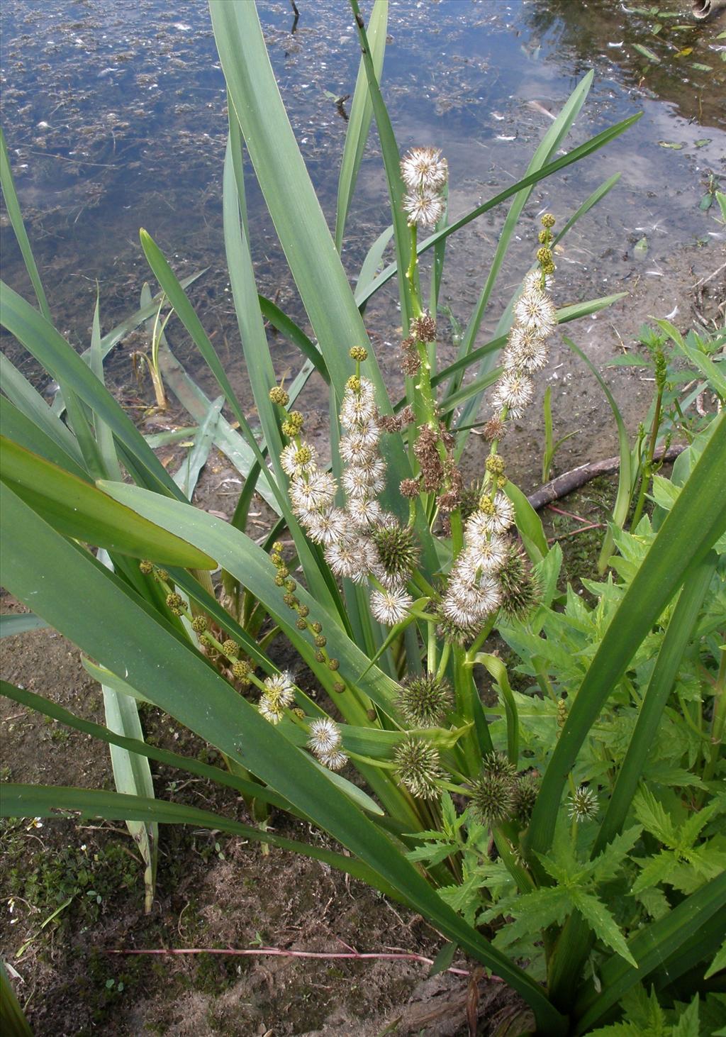 Sparganium erectum (door Bert Verbruggen)