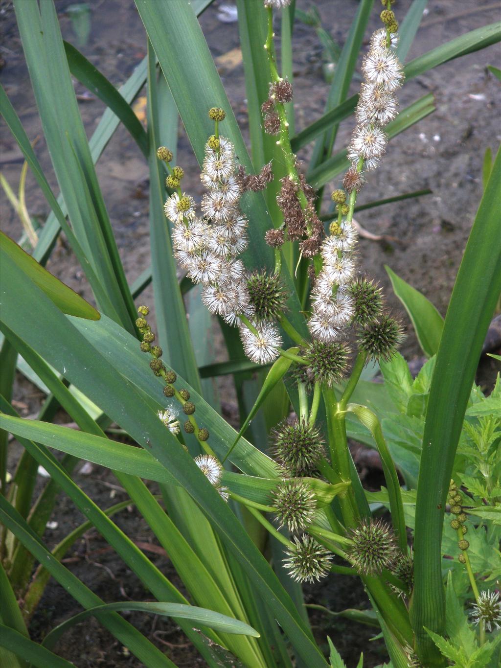 Sparganium erectum (door Bert Verbruggen)