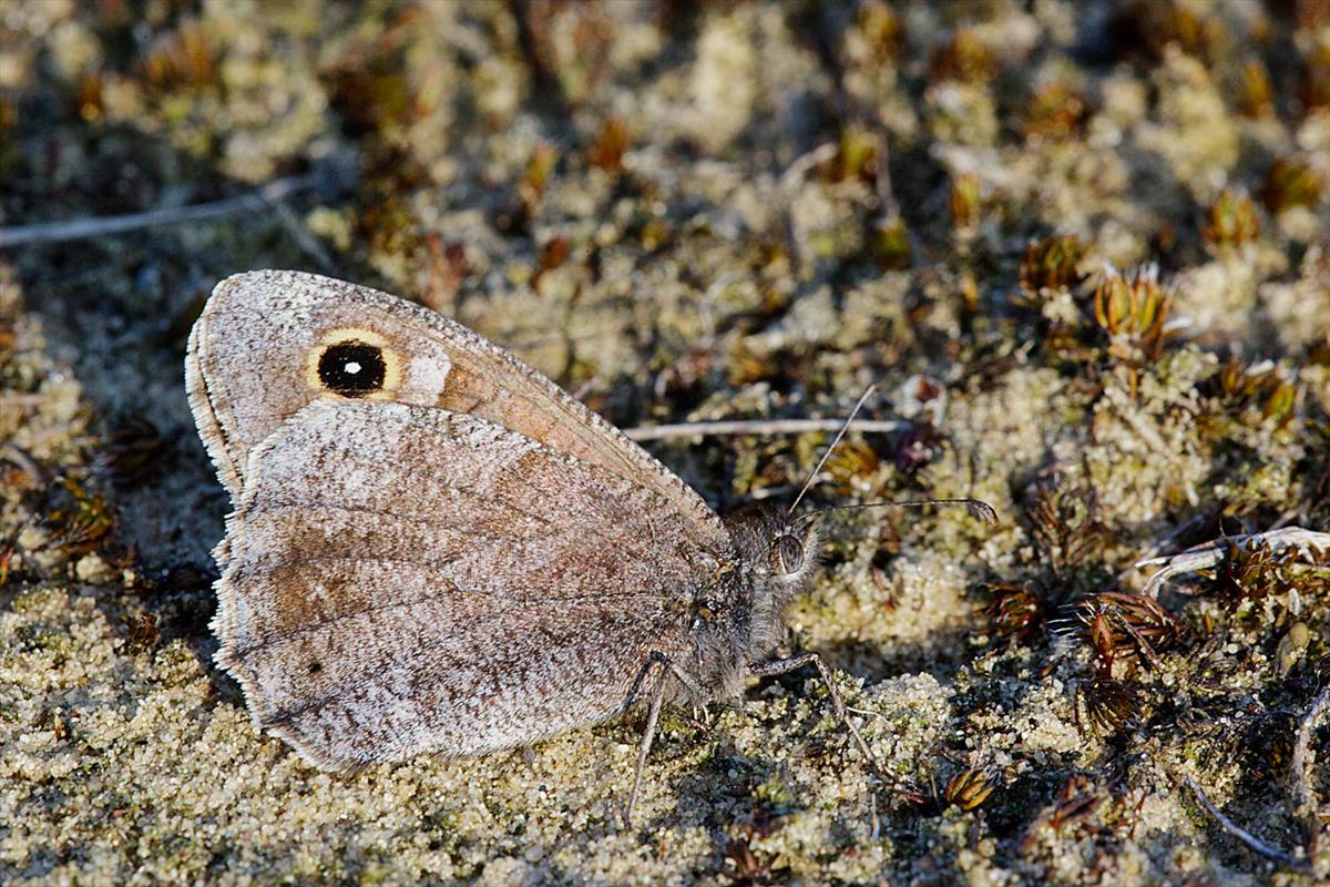 Hipparchia statilinus (door John Breugelmans)