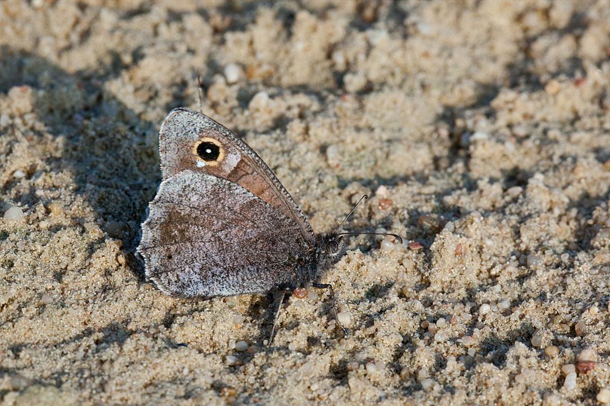 Hipparchia statilinus (door John Breugelmans)