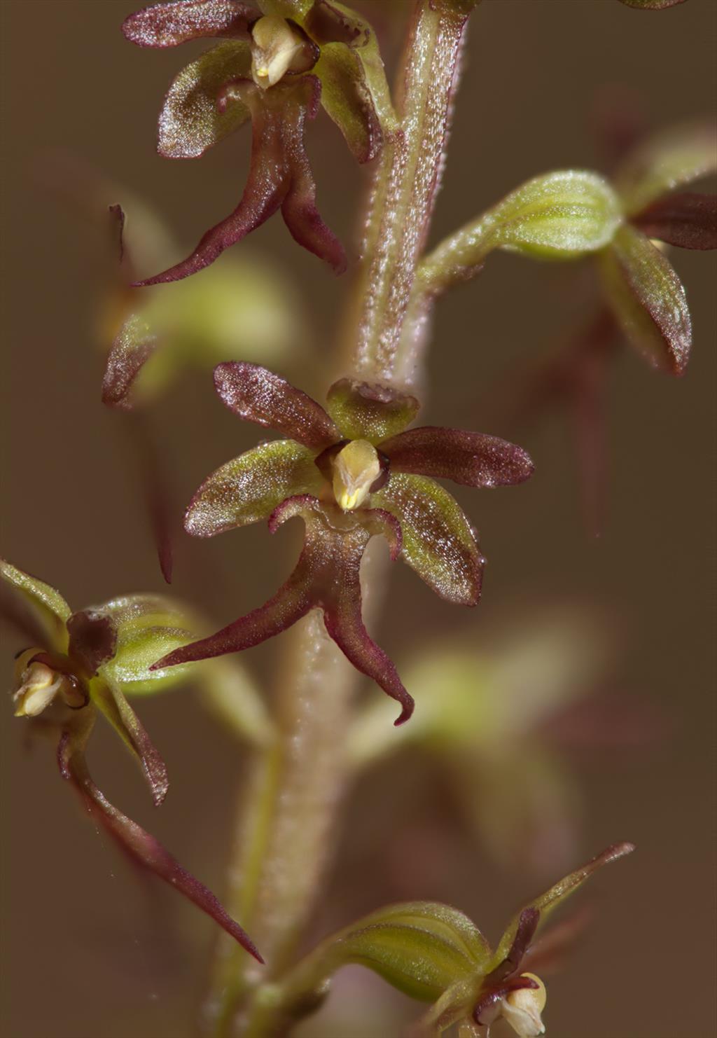 Neottia cordata (door Cees van Roozendaal)