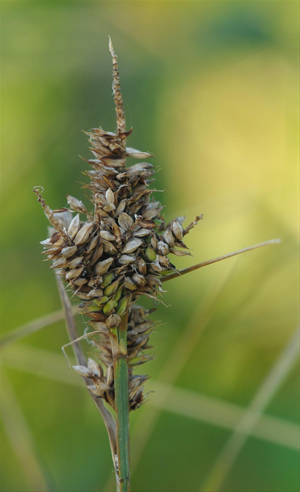 Carex hartmaniorum (door Theo Muusse)