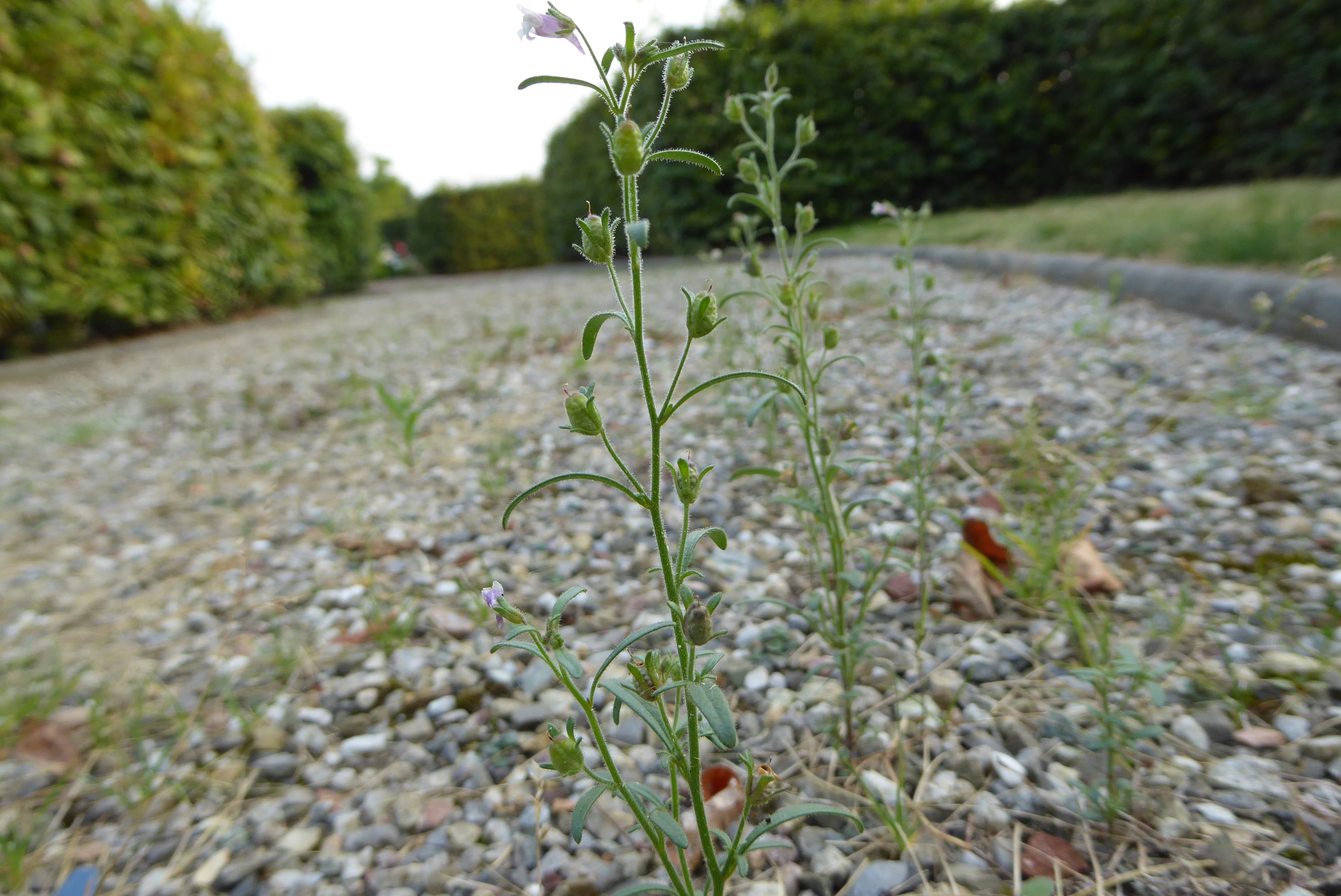 Chaenorhinum minus (door Koen van Zoest)