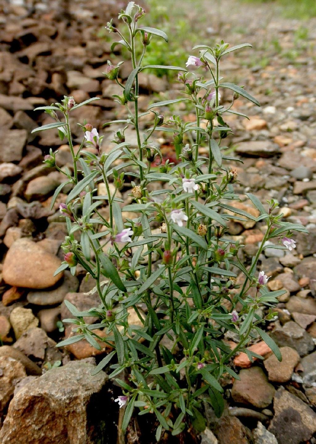 Chaenorhinum minus (door bert verbruggen)