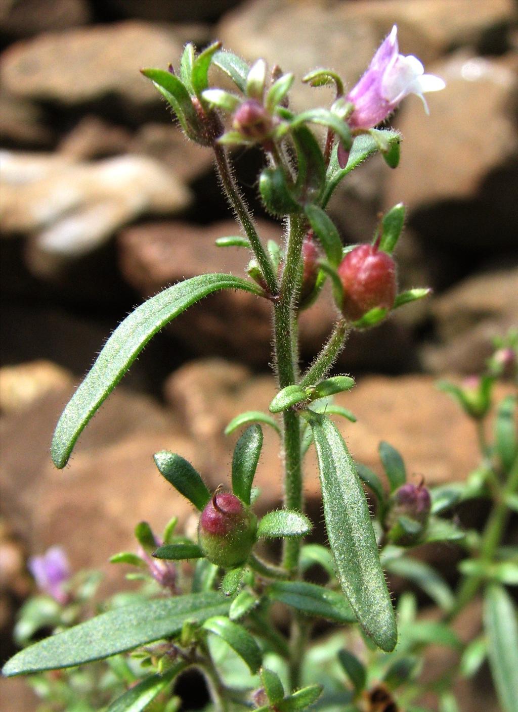 Chaenorhinum minus (door bert verbruggen)