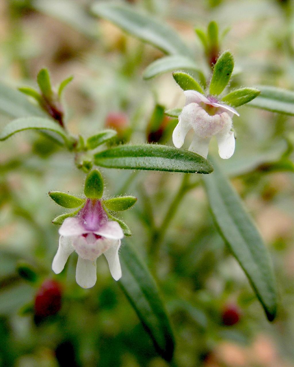 Chaenorhinum minus (door bert verbruggen)