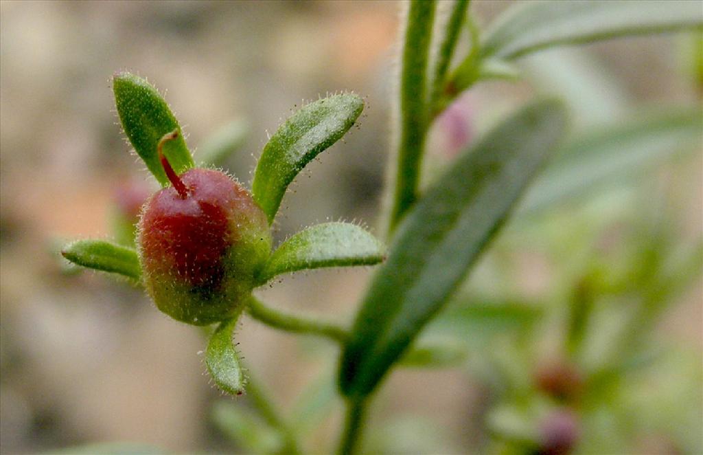 Chaenorhinum minus (door bert verbruggen)