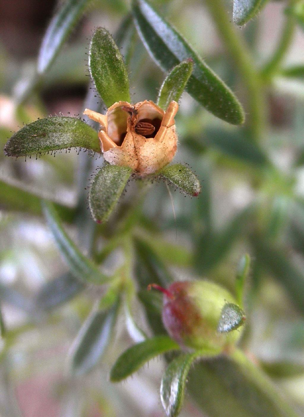 Chaenorhinum minus (door bert verbruggen)