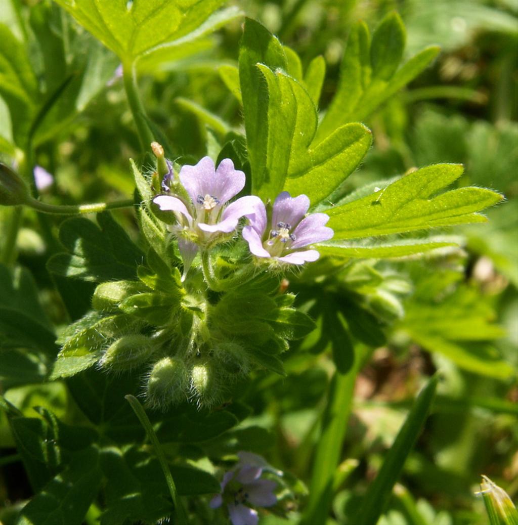 Geranium pusillum (door Han Beeuwkes)