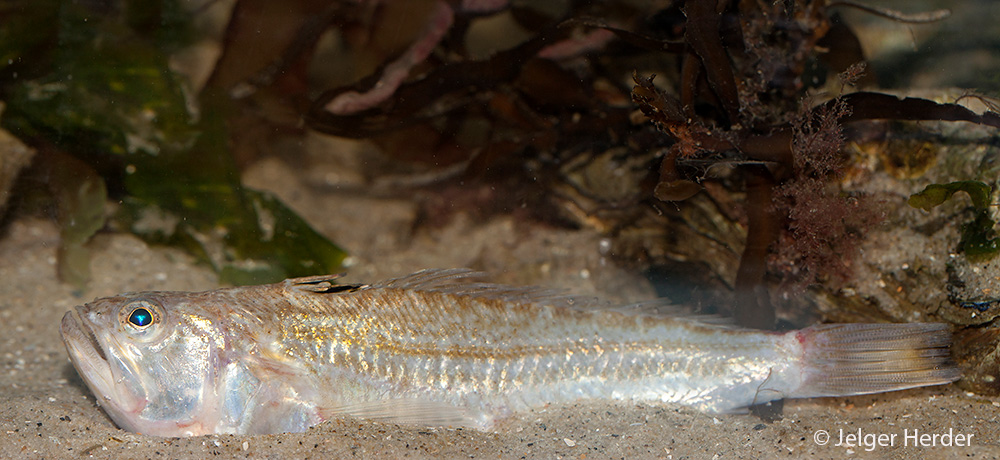 Echiichthys vipera (door Jelger Herder)