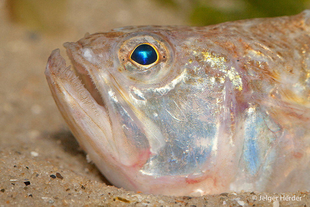 Echiichthys vipera (door Jelger Herder)