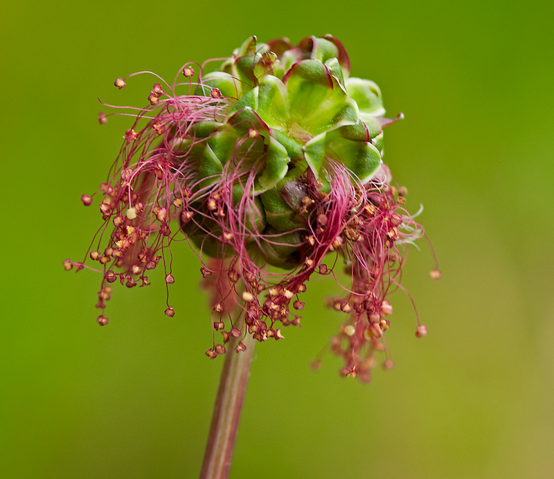 Poterium sanguisorba subsp. sanguisorba (door Wijnand van Buuren)