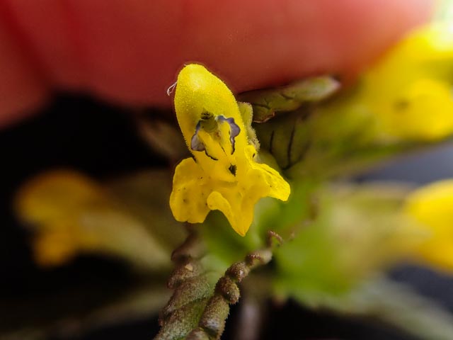 Rhinanthus minor (door Peter Hegi)