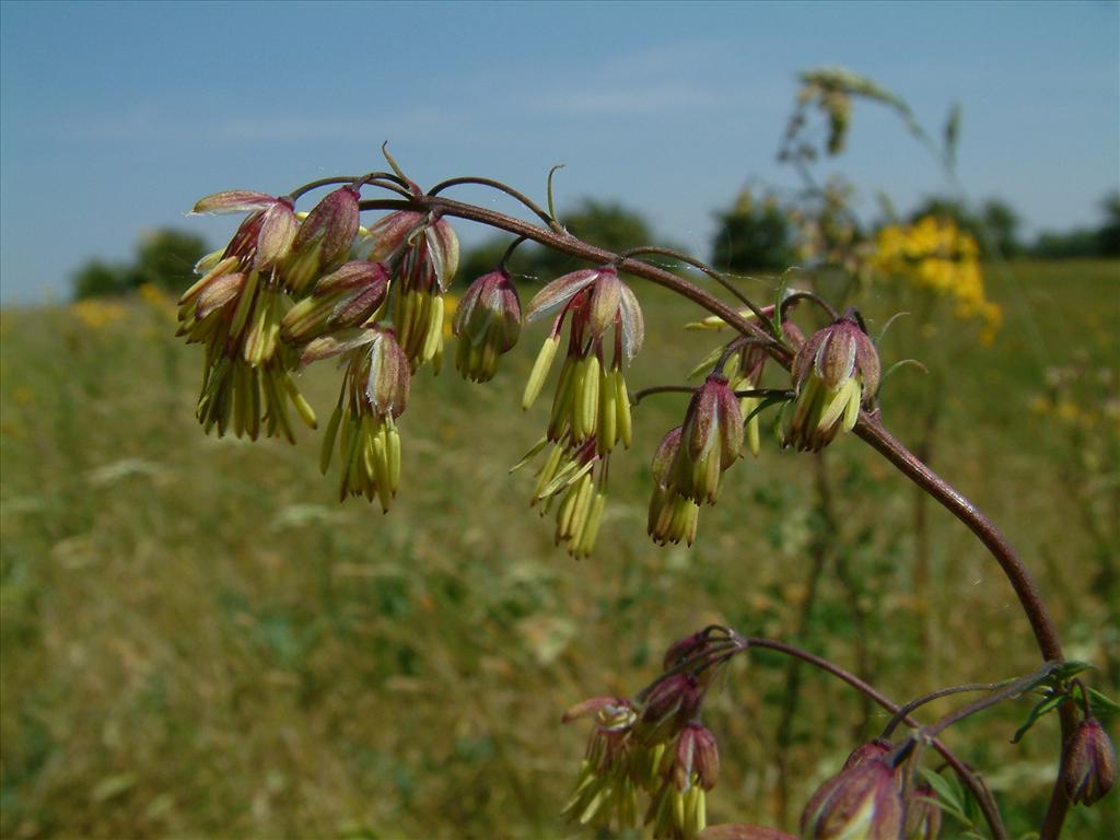 Thalictrum minus (door Dick Kerkhof)