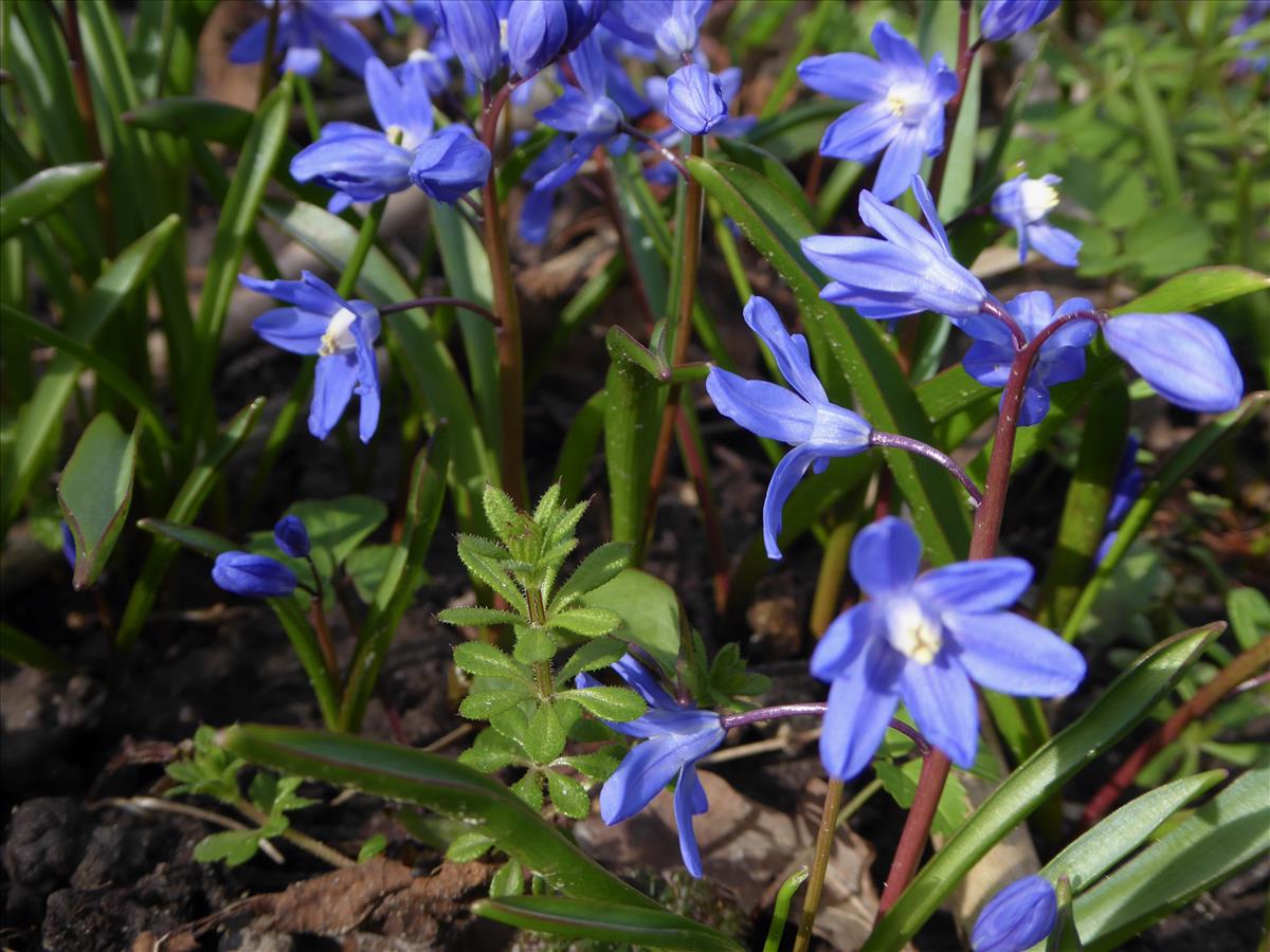 Scilla sardensis (door Koen van Zoest)