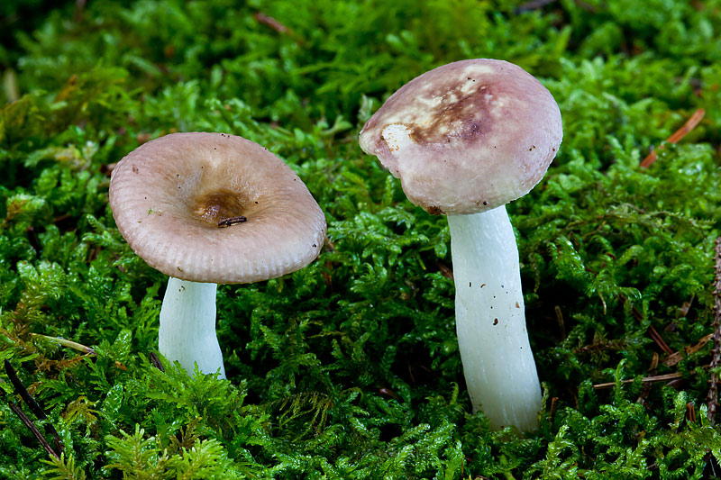 Russula nauseosa (door John Breugelmans)