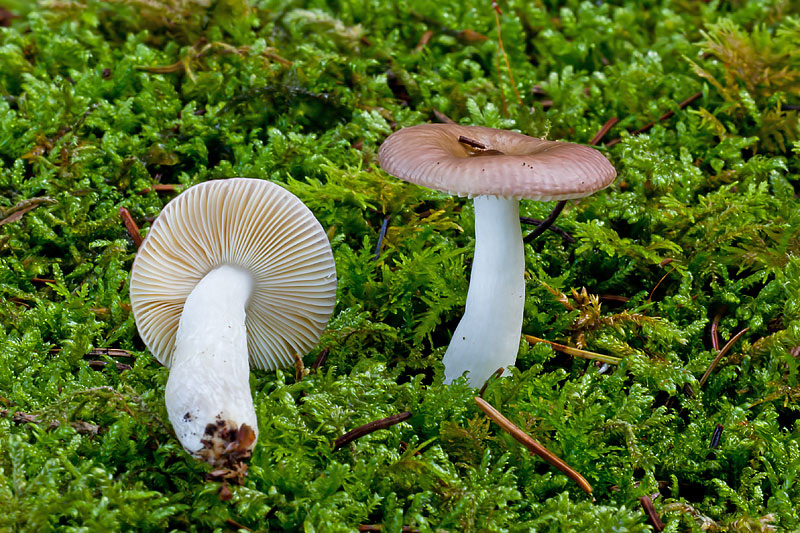 Russula nauseosa (door John Breugelmans)