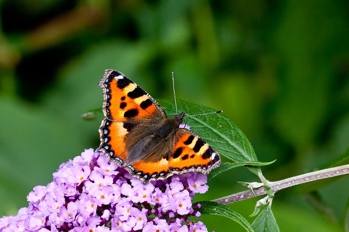 Aglais urticae (door John Breugelmans)