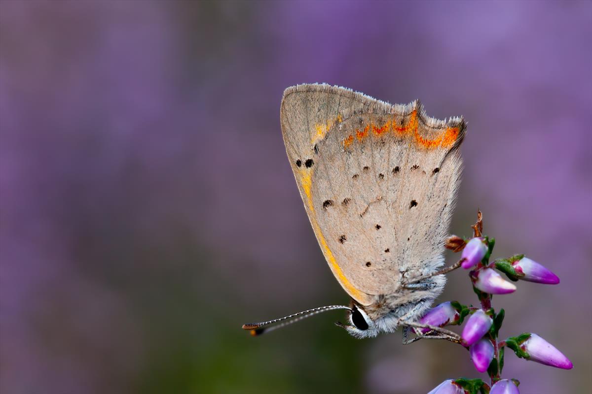 Lycaena phlaeas (door John Breugelmans)