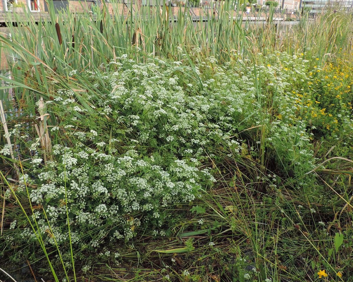 Berula erecta (door Wim van der Neut)