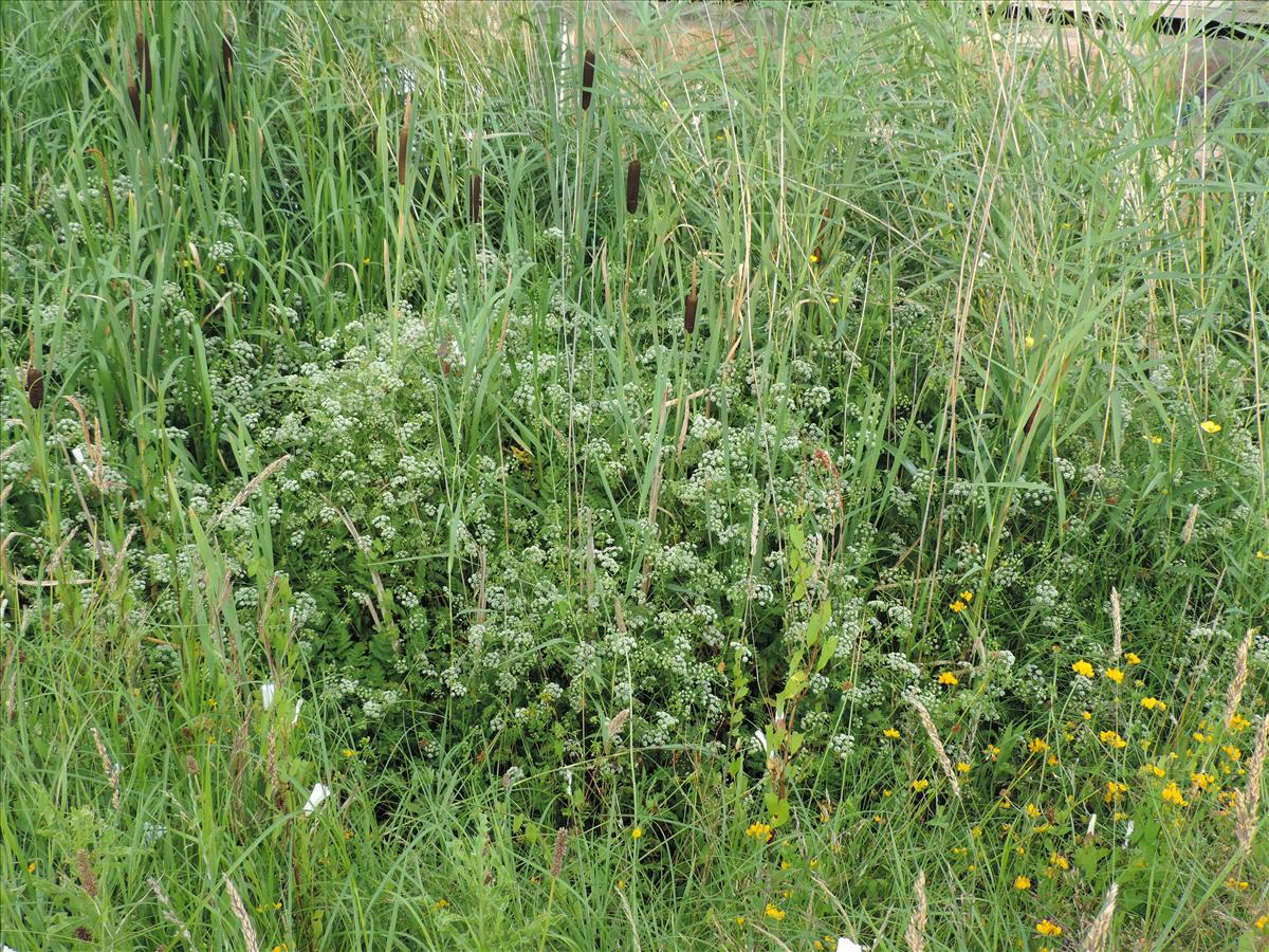 Berula erecta (door Wim van der Neut)