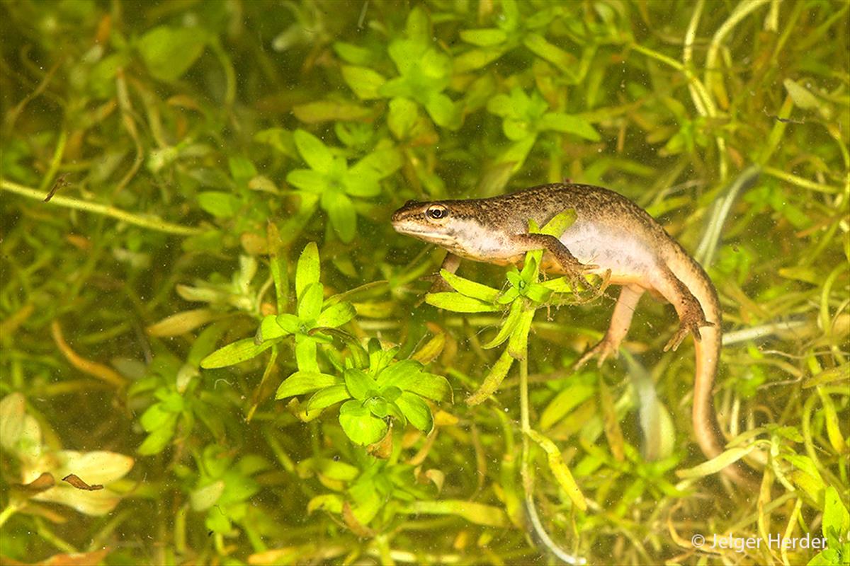 Lissotriton vulgaris (door Jelger Herder)