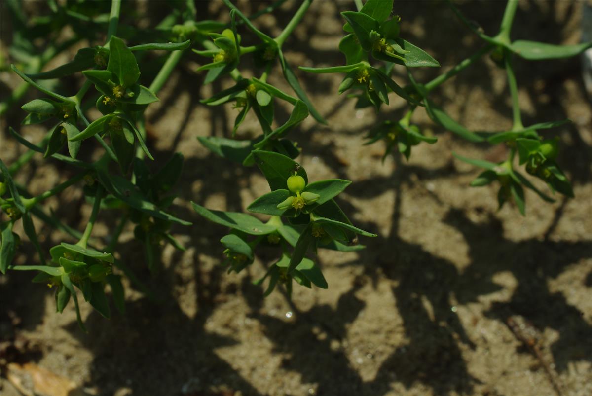 Euphorbia exigua (door Pieter van Rijswijk)