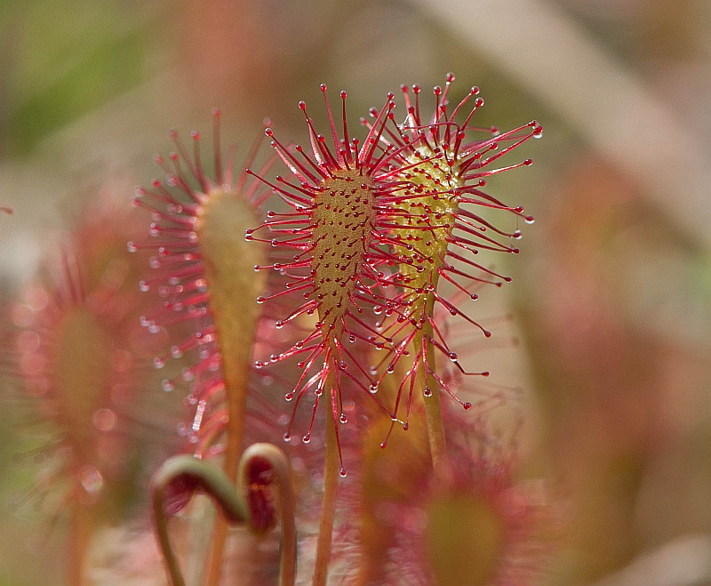 Drosera intermedia (door Wijnand van Buuren)