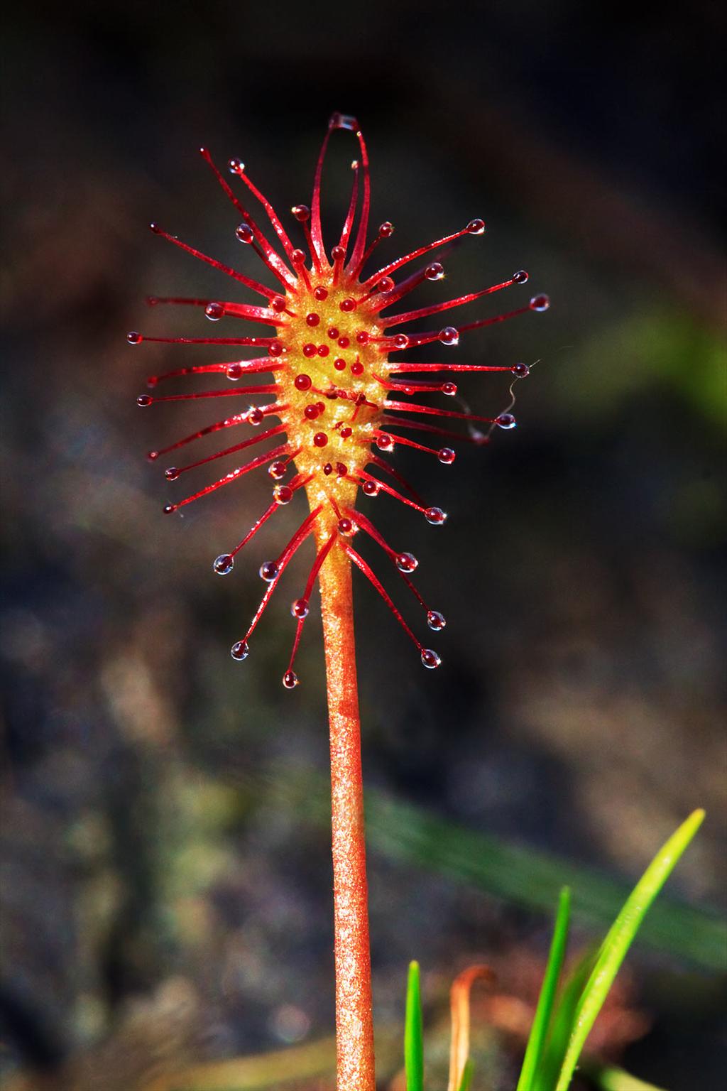 Drosera intermedia (door John Breugelmans)