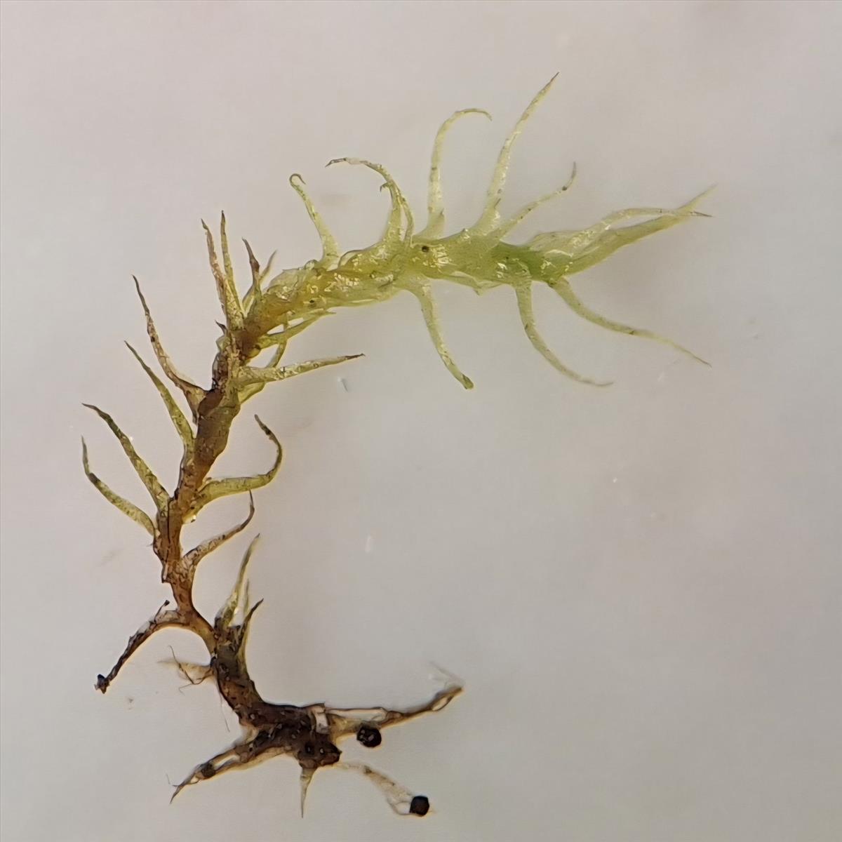 Dicranella schreberiana var. schreberiana (door Muriel Schouten)