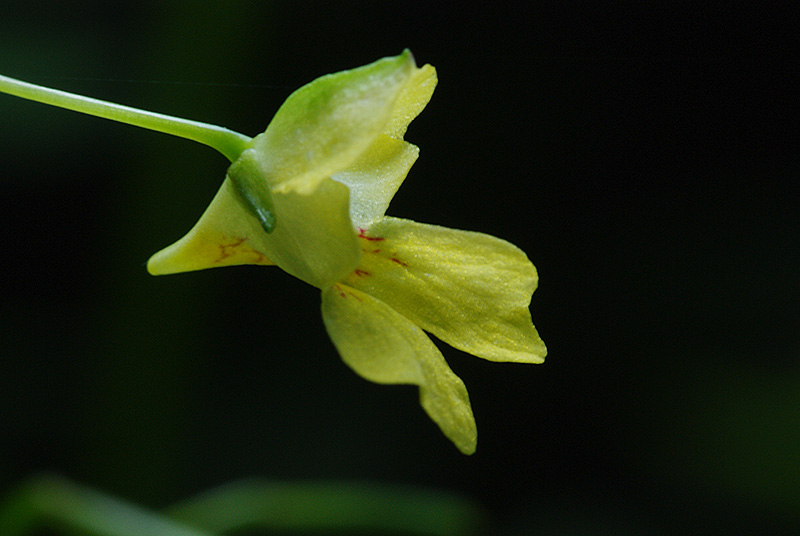 Impatiens parviflora (door Hans Adema)